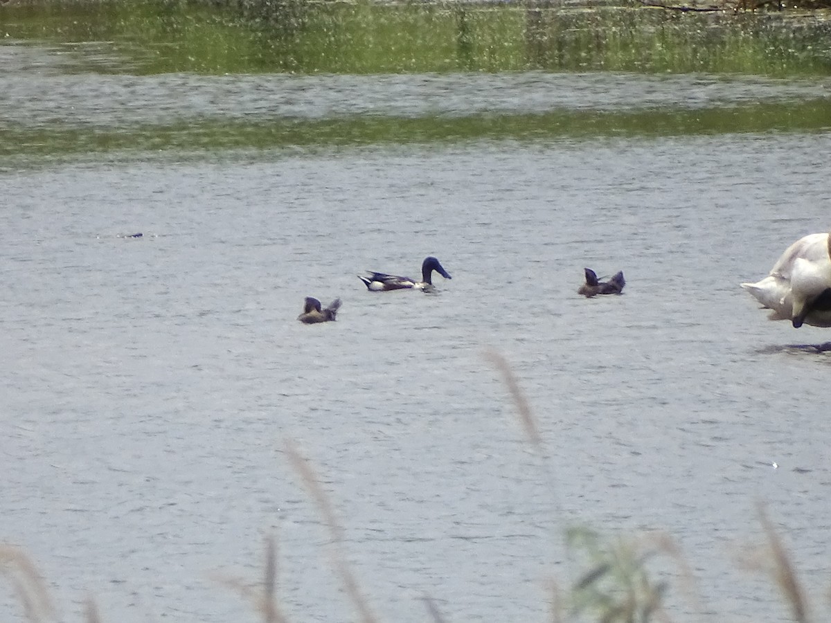 Northern Shoveler - ML620111862