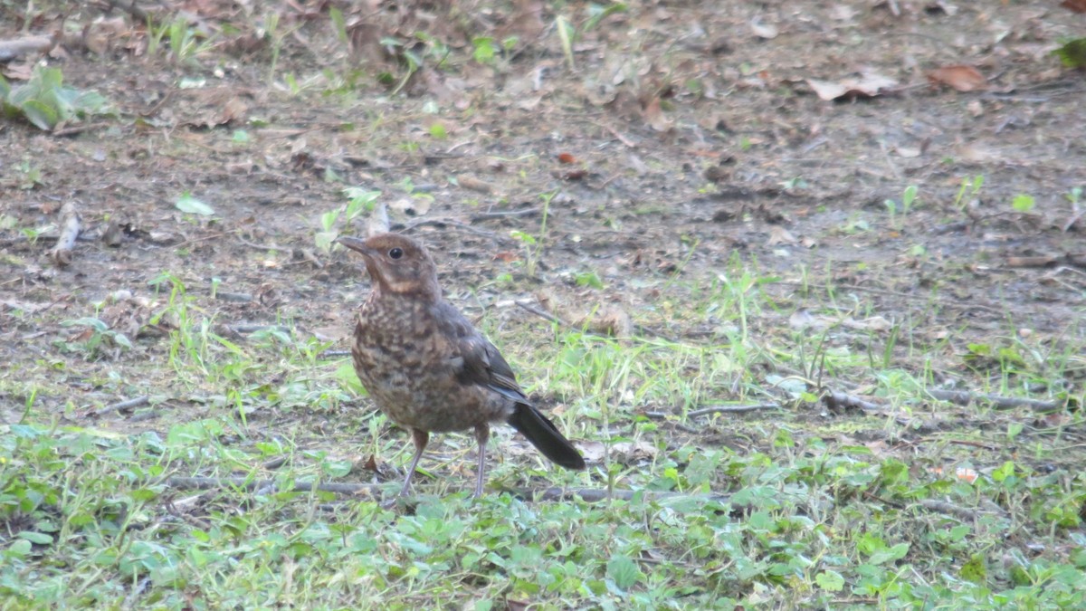 Eurasian Blackbird - ML620111864