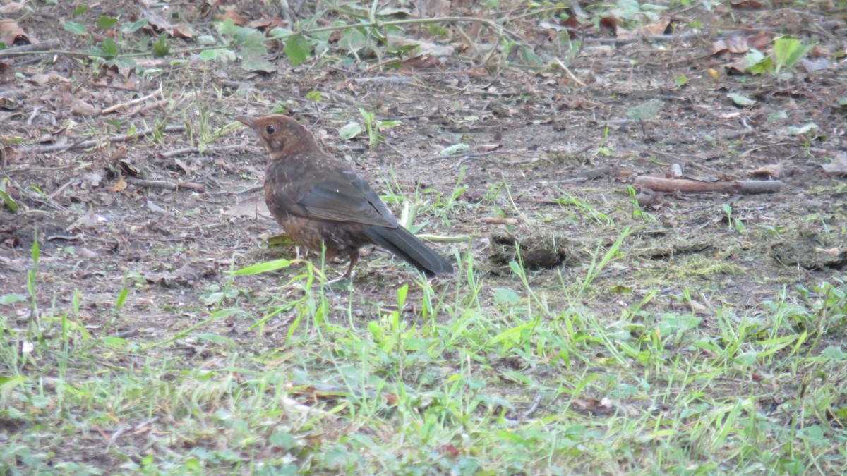 Eurasian Blackbird - ML620111865