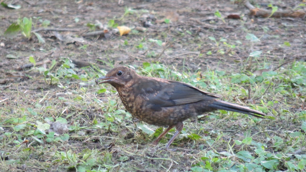 Eurasian Blackbird - ML620111866