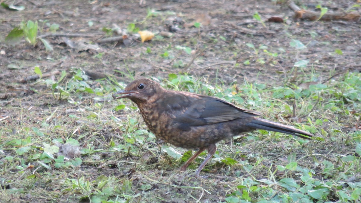 Amsel - ML620111866