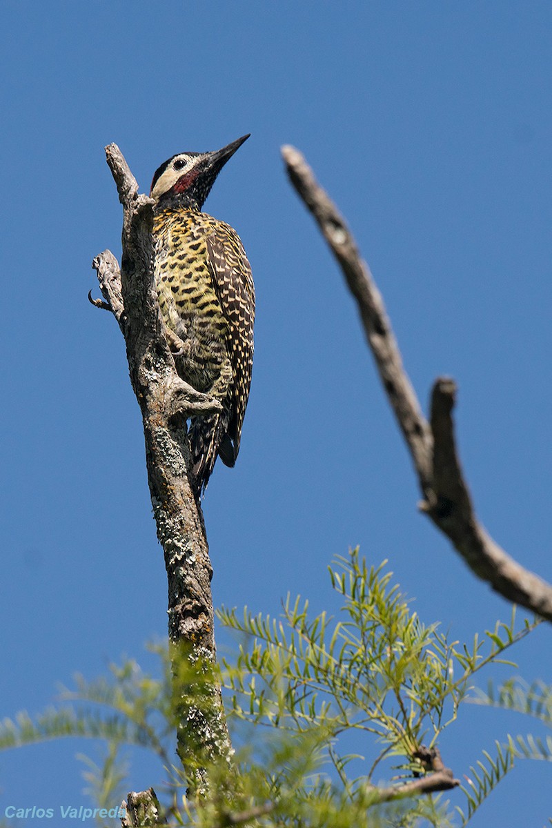 Green-barred Woodpecker - ML620111868