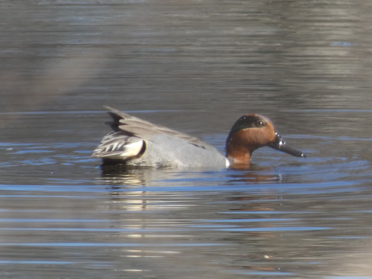 Green-winged Teal - ML620111869