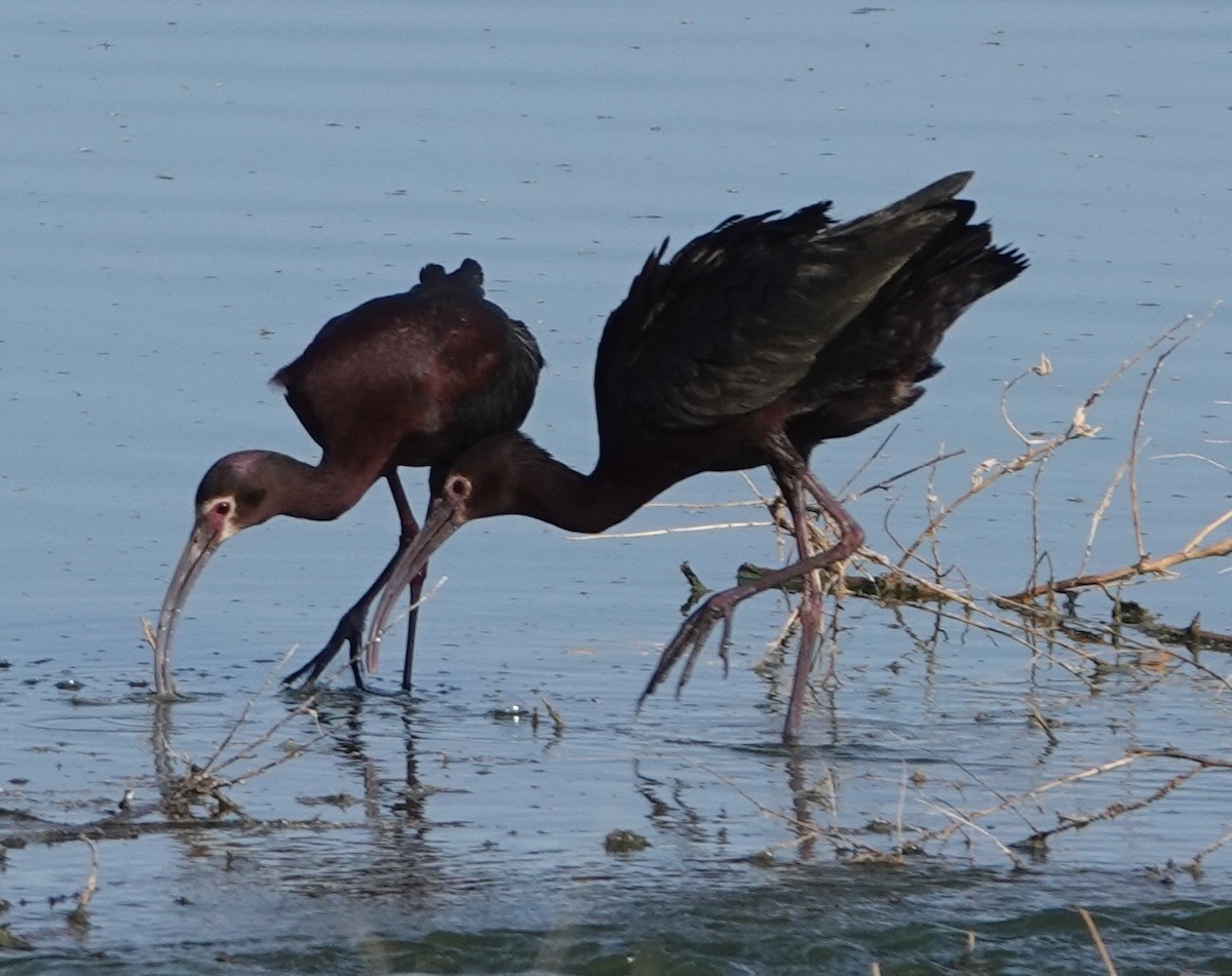 hvitgrimeibis - ML620111870