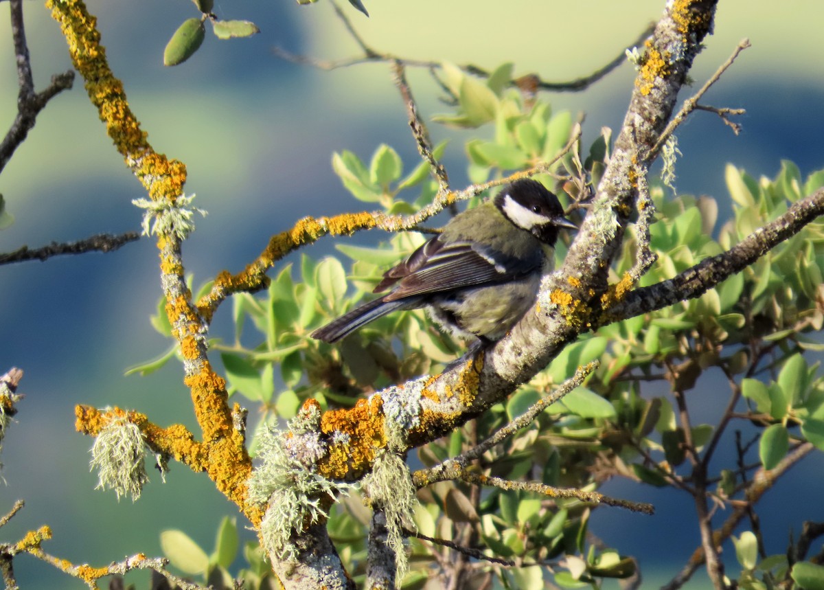 Great Tit - ML620111878