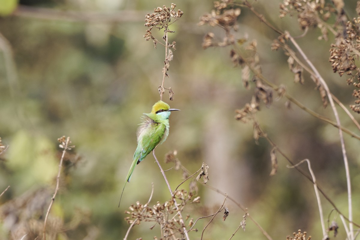 Asian Green Bee-eater - David Wright