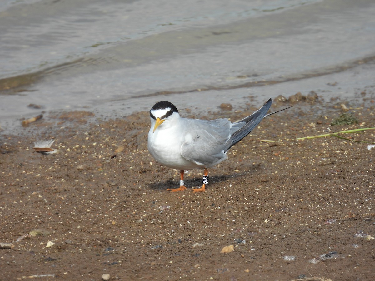Little Tern - ML620111903