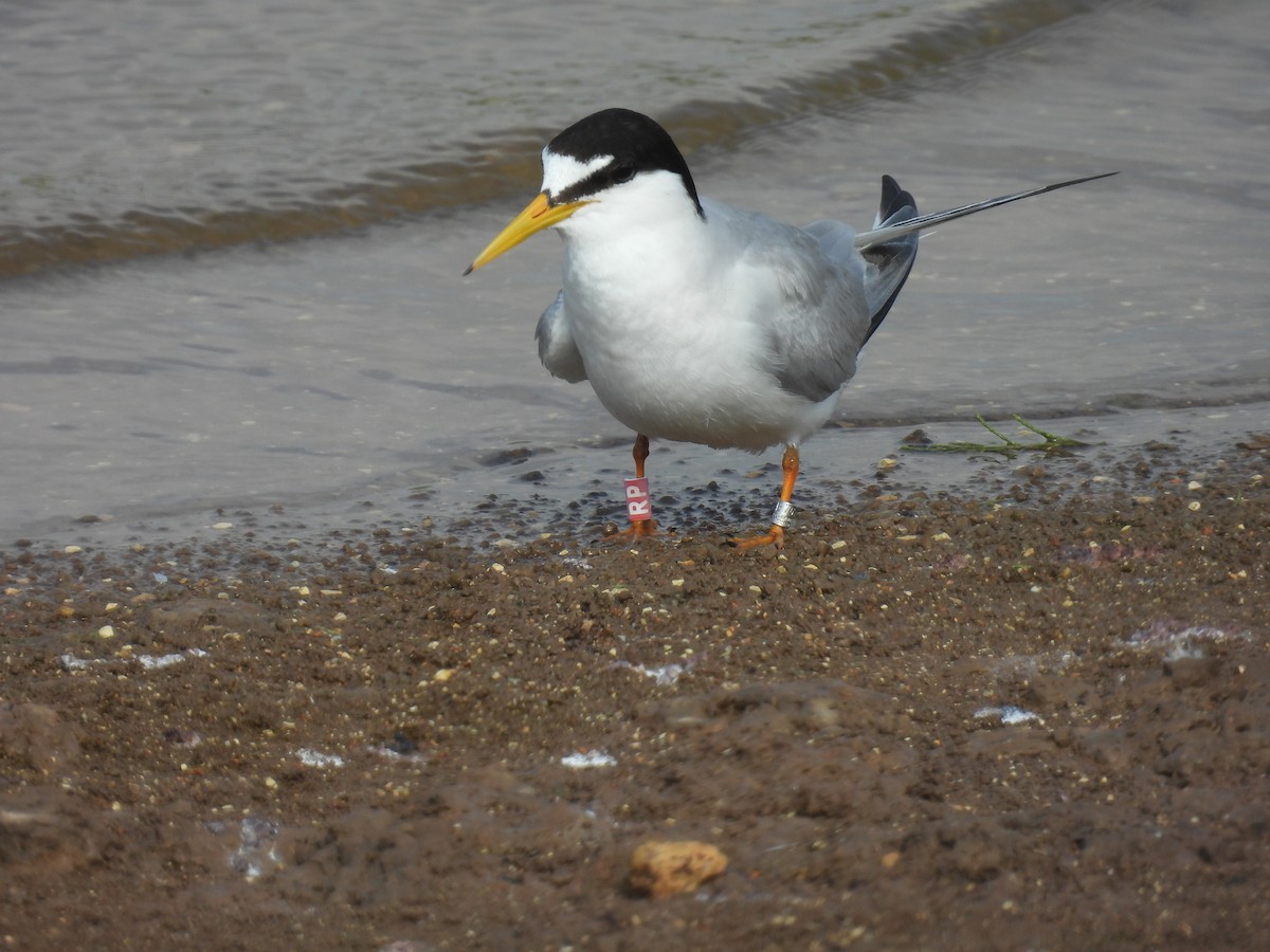 Little Tern - ML620111904