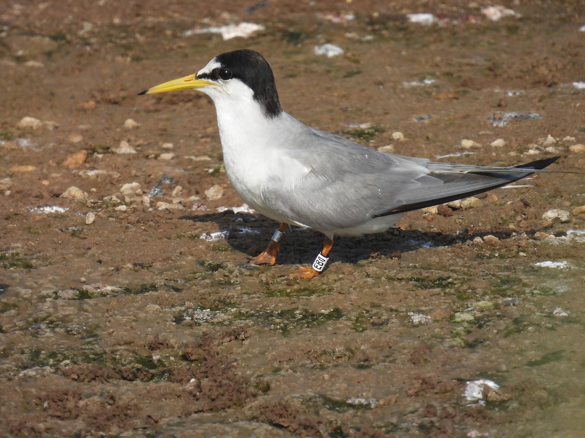 Little Tern - ML620111906