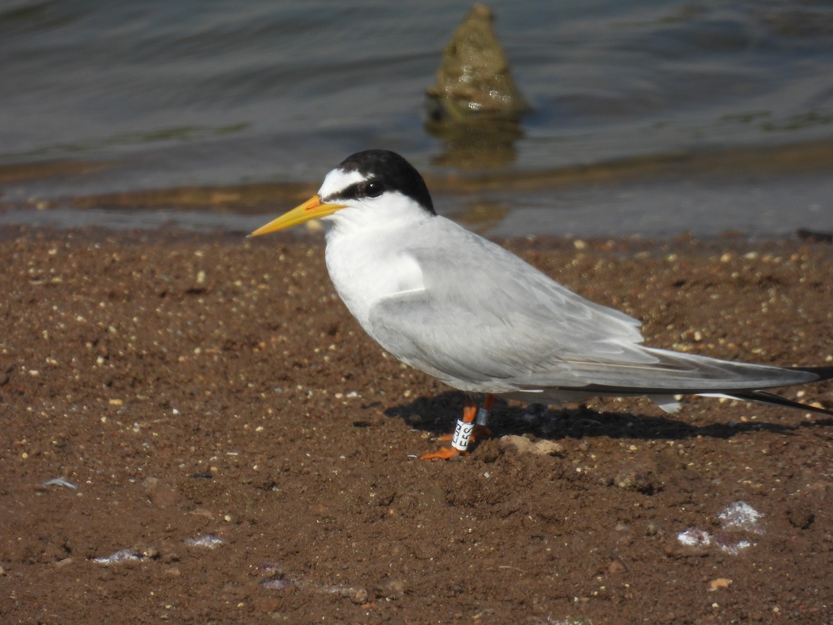 Little Tern - ML620111907