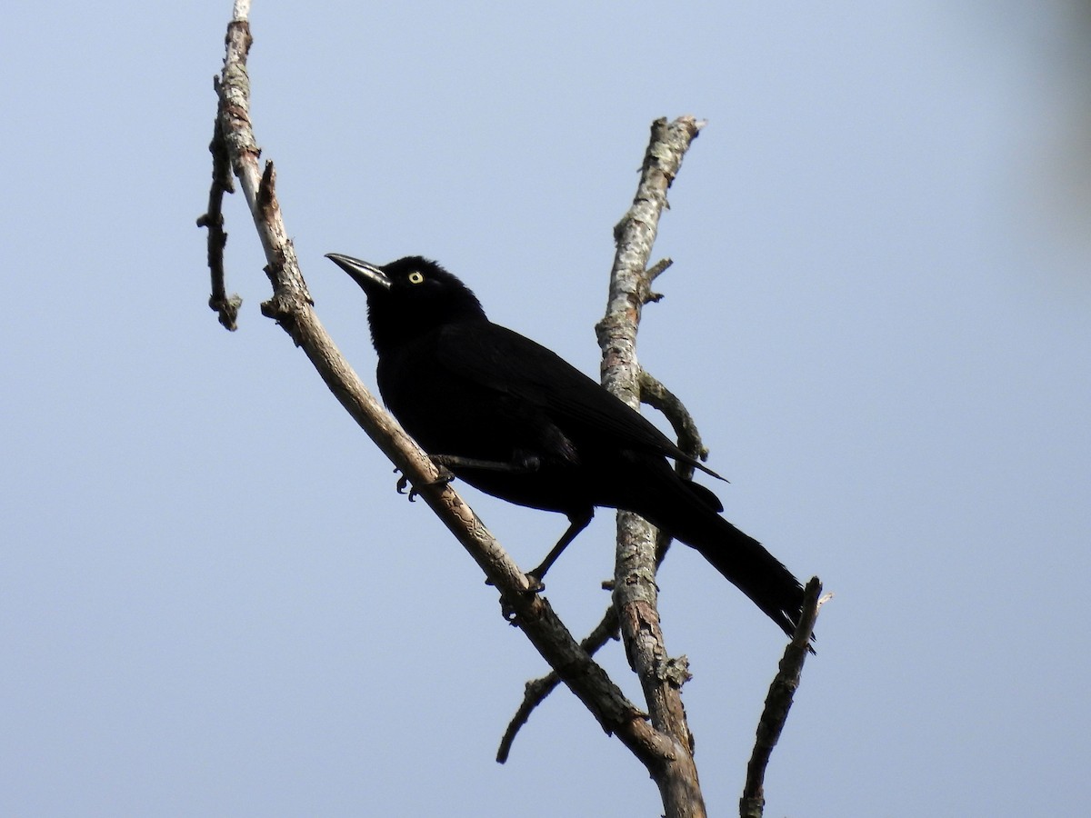 Common Grackle - ML620111925