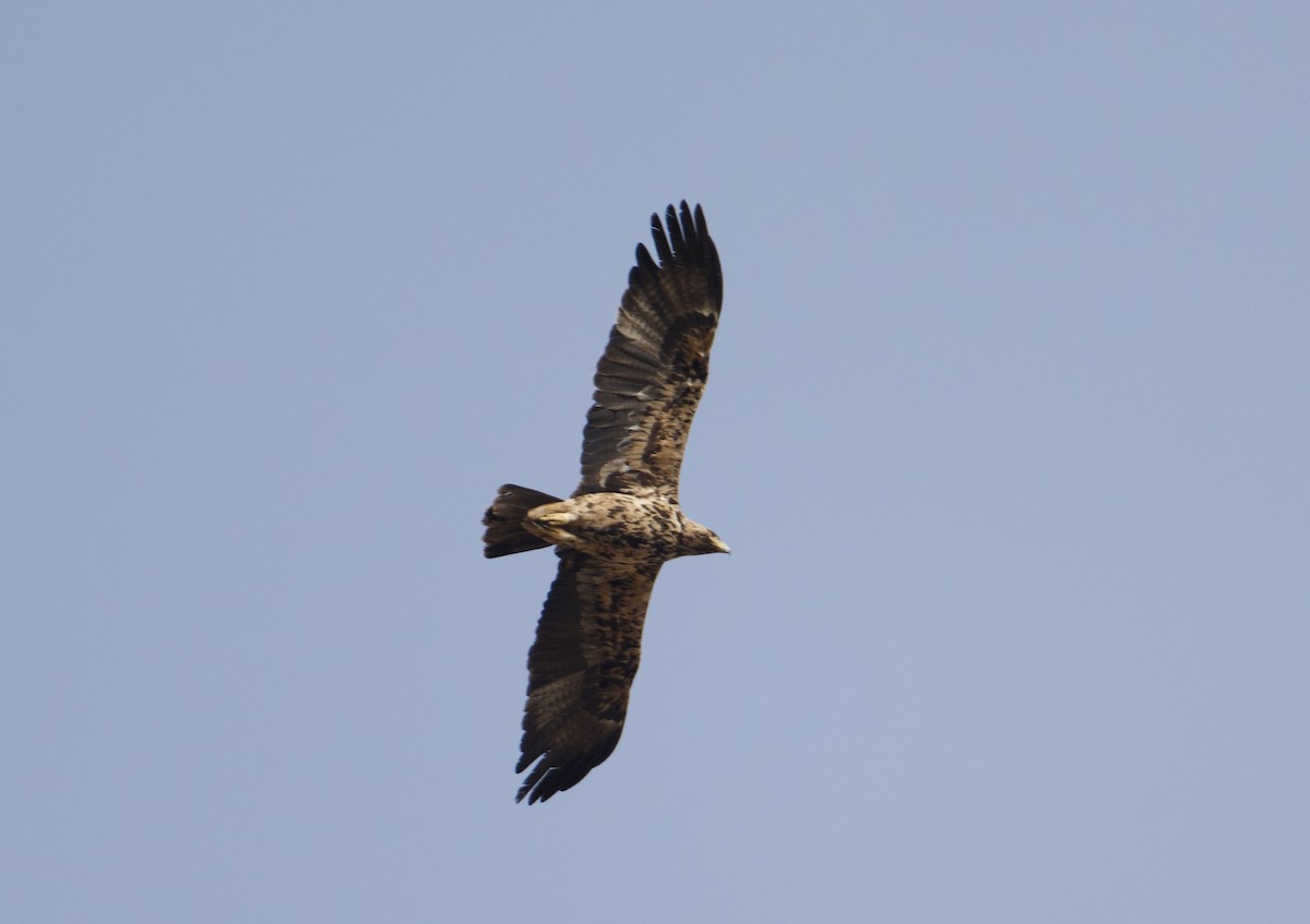 Águila Imperial Ibérica - ML620111930