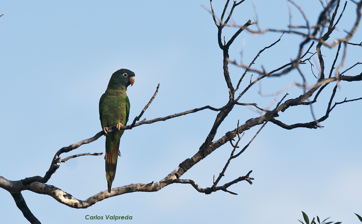 Blue-crowned Parakeet - ML620111932