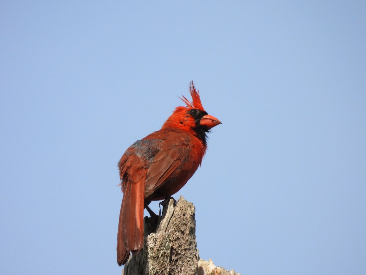 Northern Cardinal - ML620111936