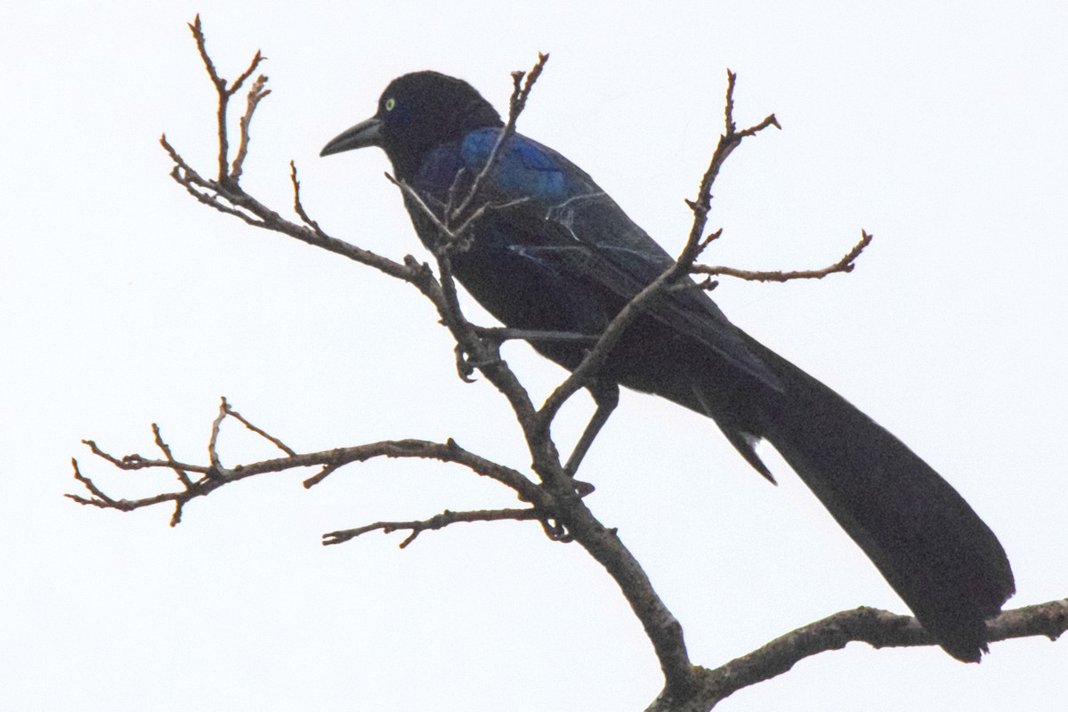 Great-tailed Grackle - ML620111938