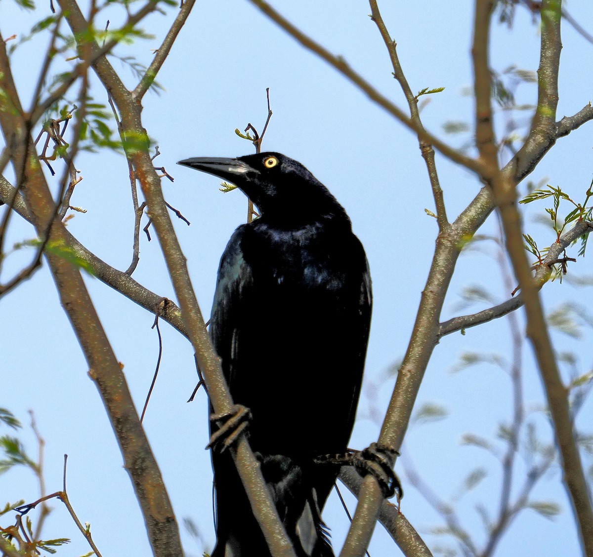 Great-tailed Grackle - ML620111941