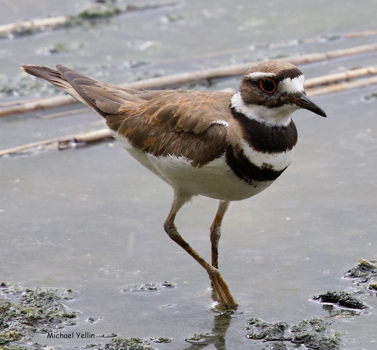 Killdeer - ML620111950