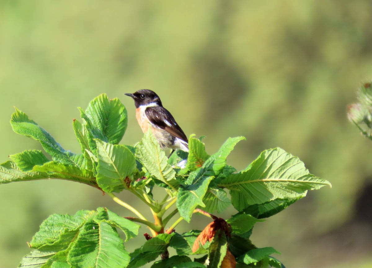 European Stonechat - ML620111963