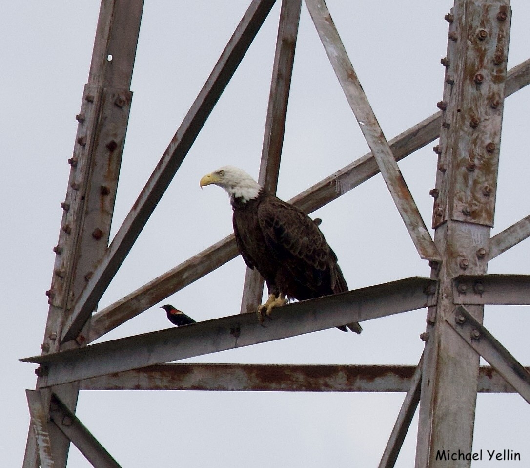 Bald Eagle - ML620111964