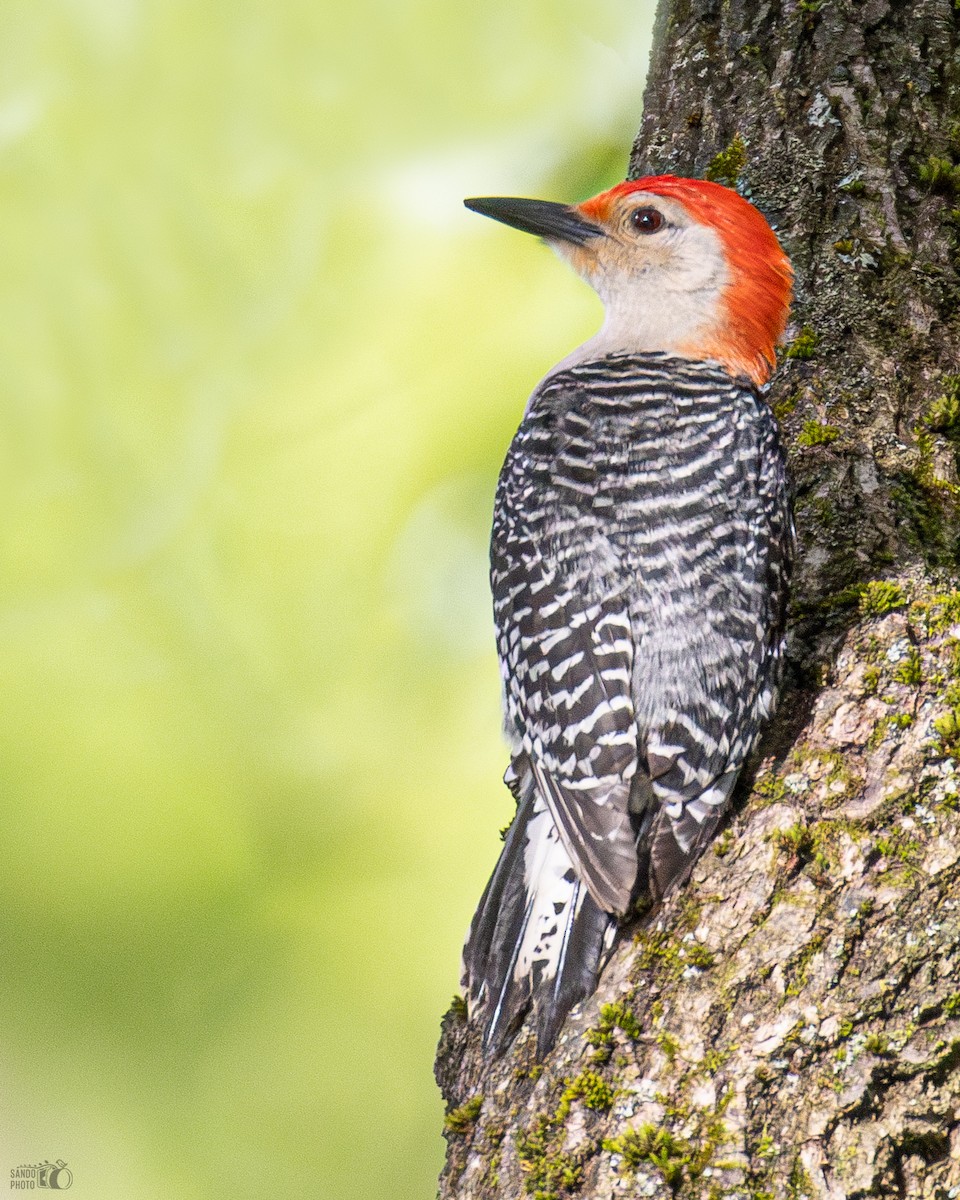 Red-bellied Woodpecker - ML620111990