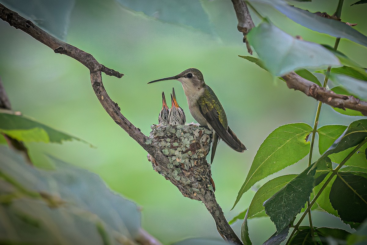 Black-chinned Hummingbird - ML620111993