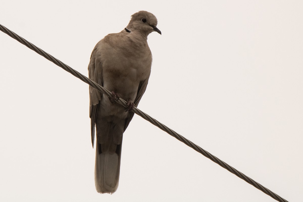 Eurasian Collared-Dove - ML620111995