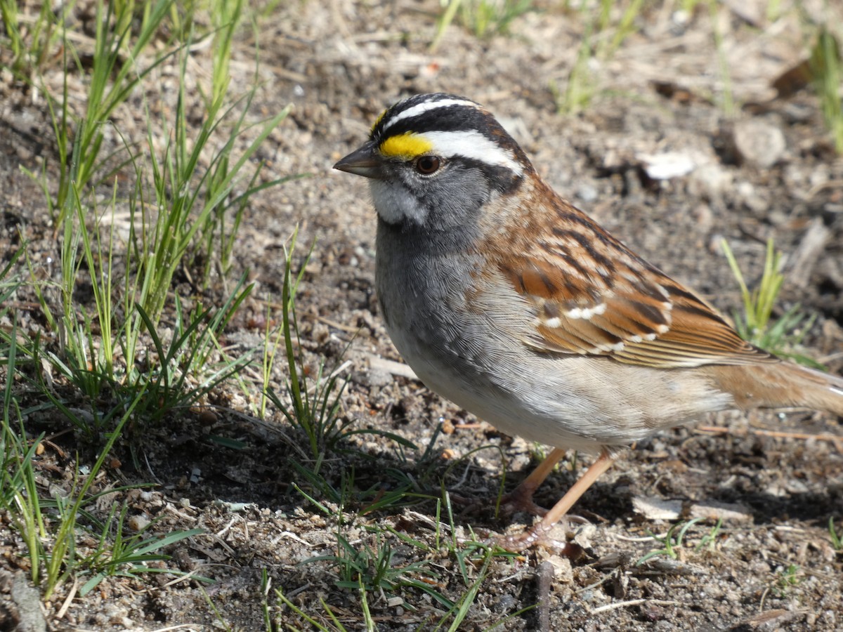 White-throated Sparrow - ML620111998