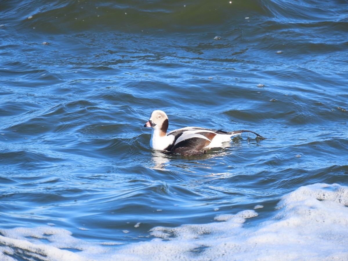 Long-tailed Duck - ML620112002