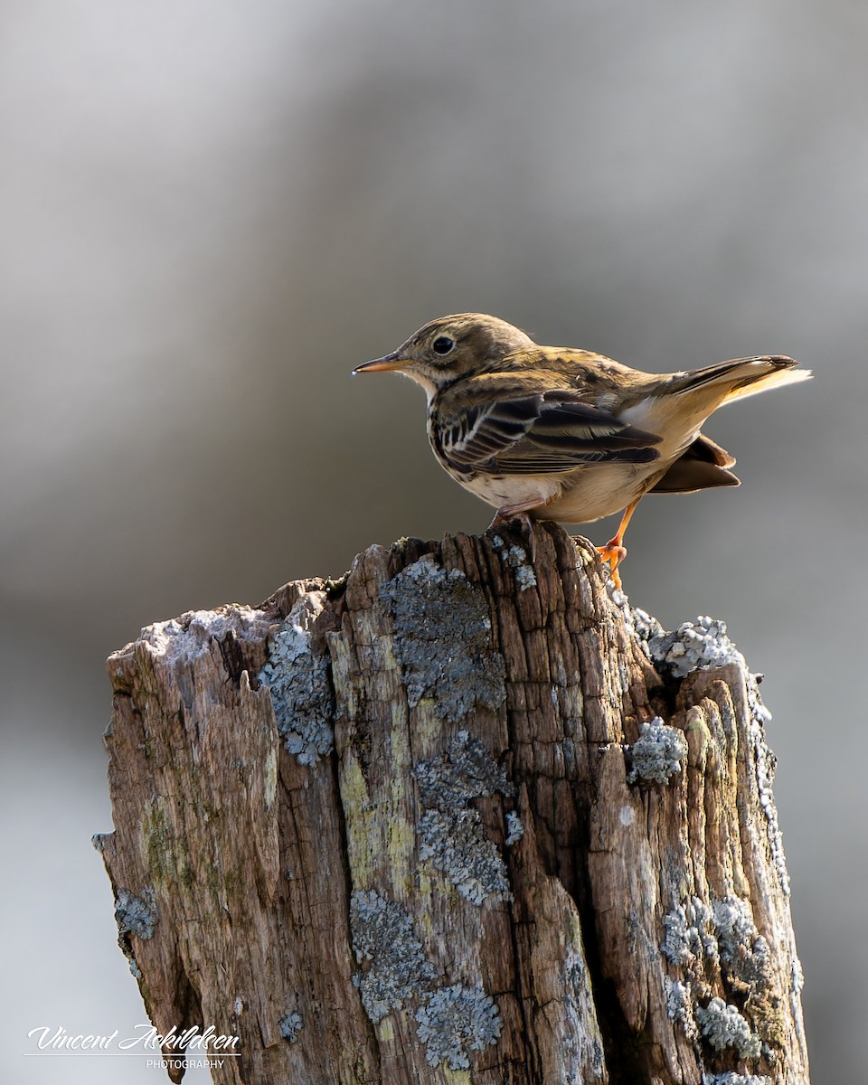 Meadow Pipit - ML620112003