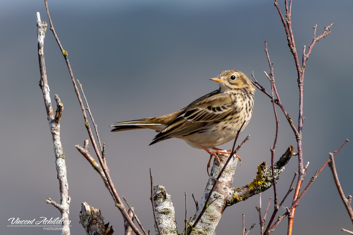 Meadow Pipit - ML620112004
