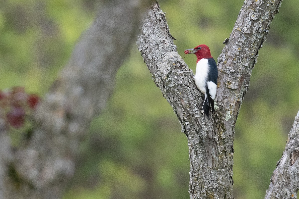 Red-headed Woodpecker - ML620112005