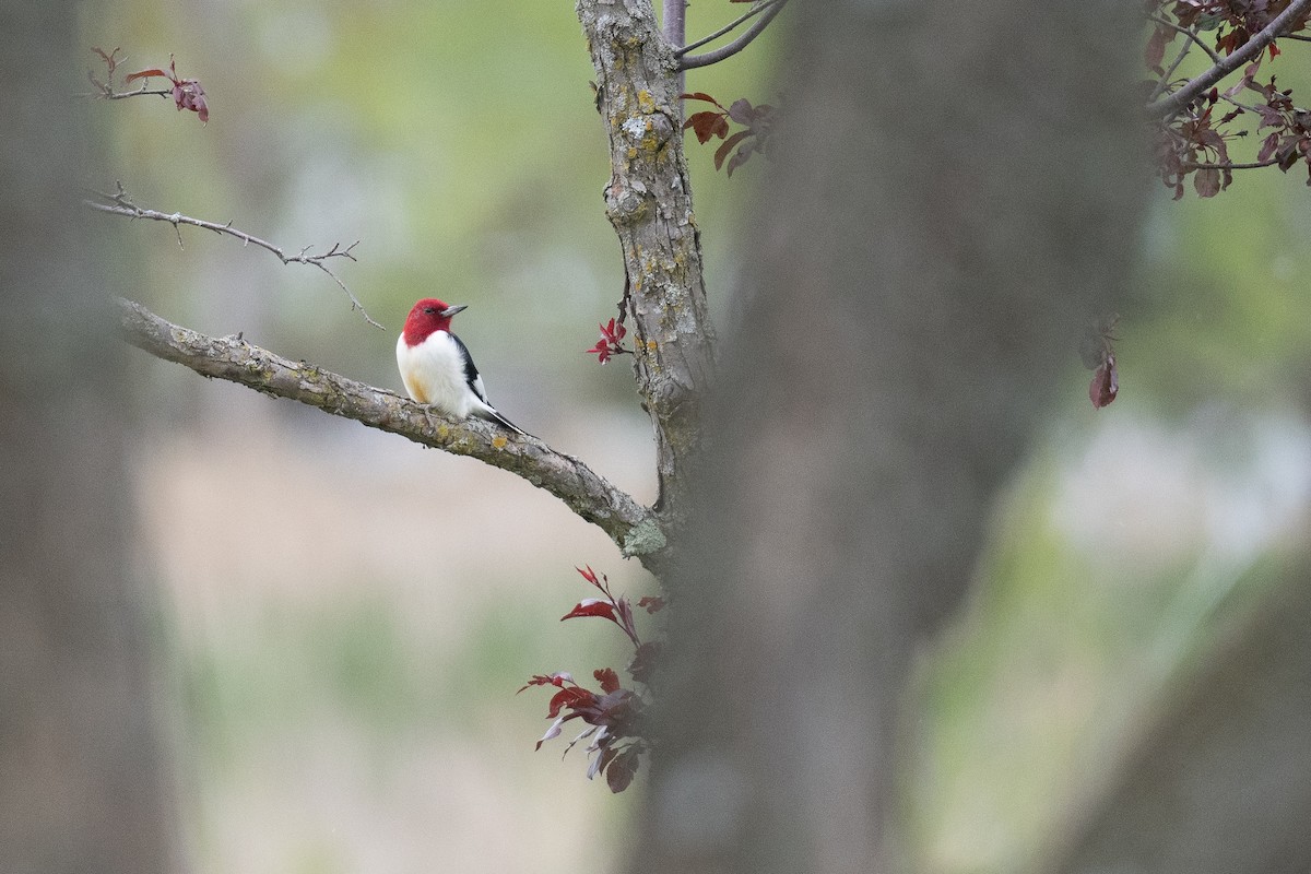 Red-headed Woodpecker - ML620112006