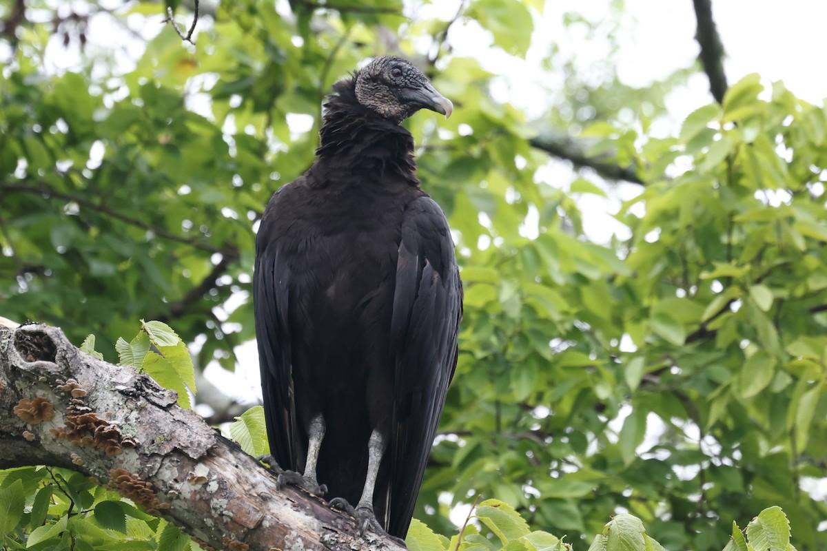 Black Vulture - ML620112010