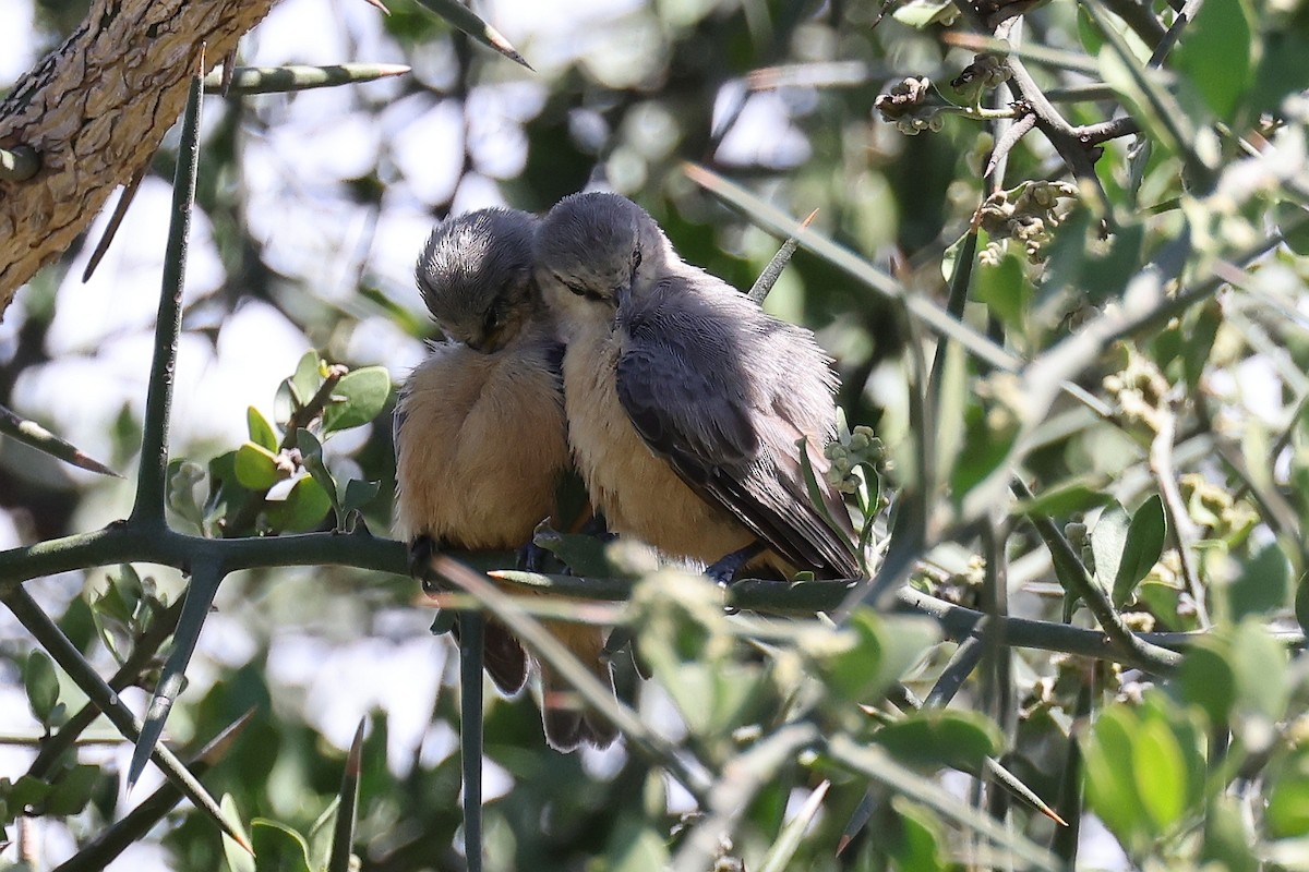 African Penduline-Tit - ML620112043