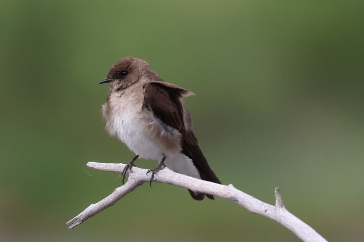Northern Rough-winged Swallow - ML620112048