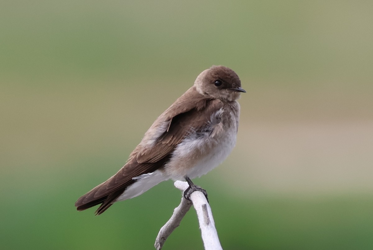 Northern Rough-winged Swallow - ML620112049