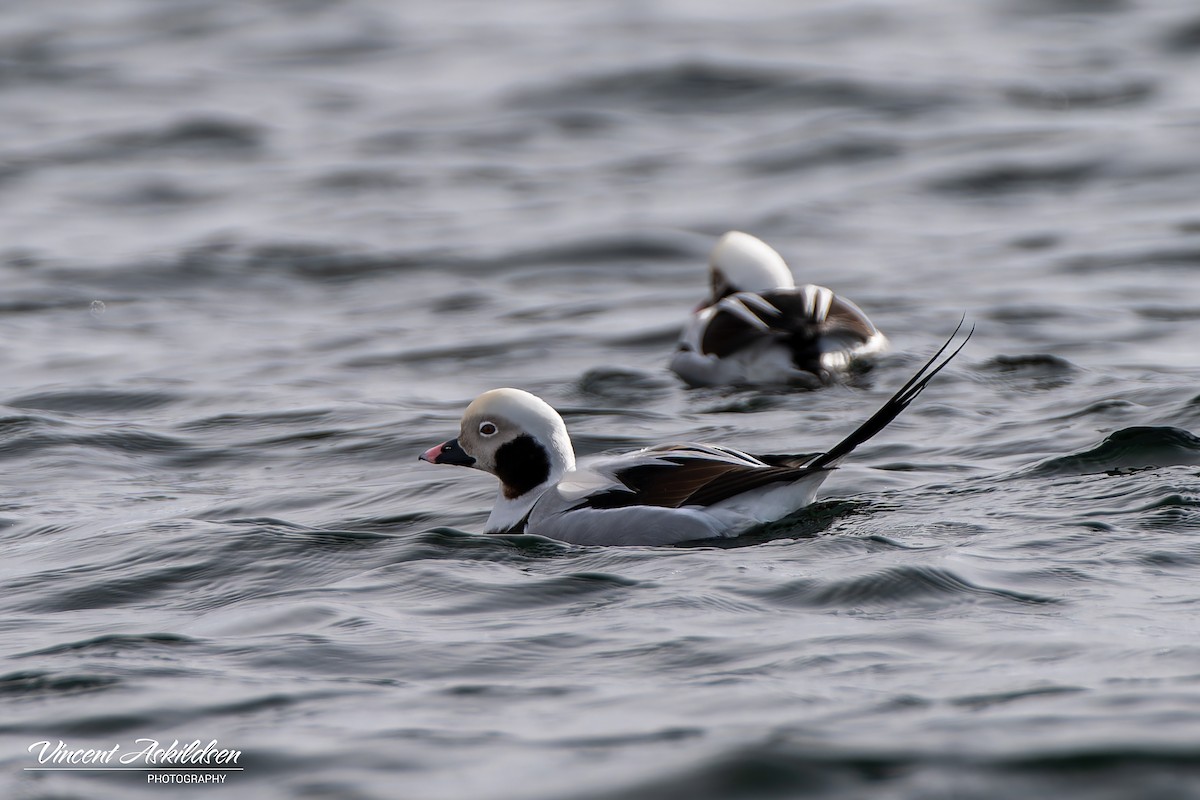 Long-tailed Duck - ML620112054