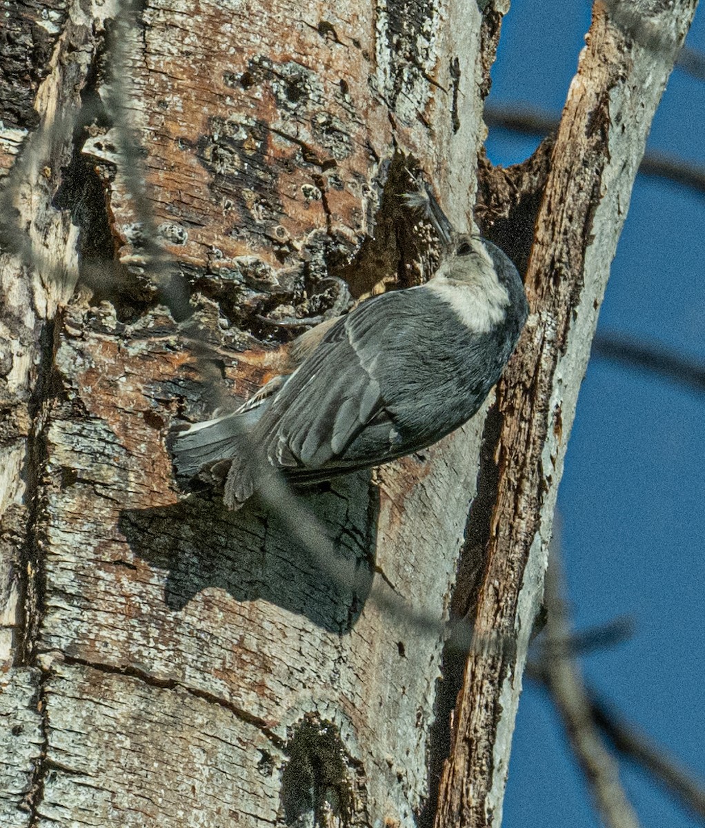 White-breasted Nuthatch - ML620112055