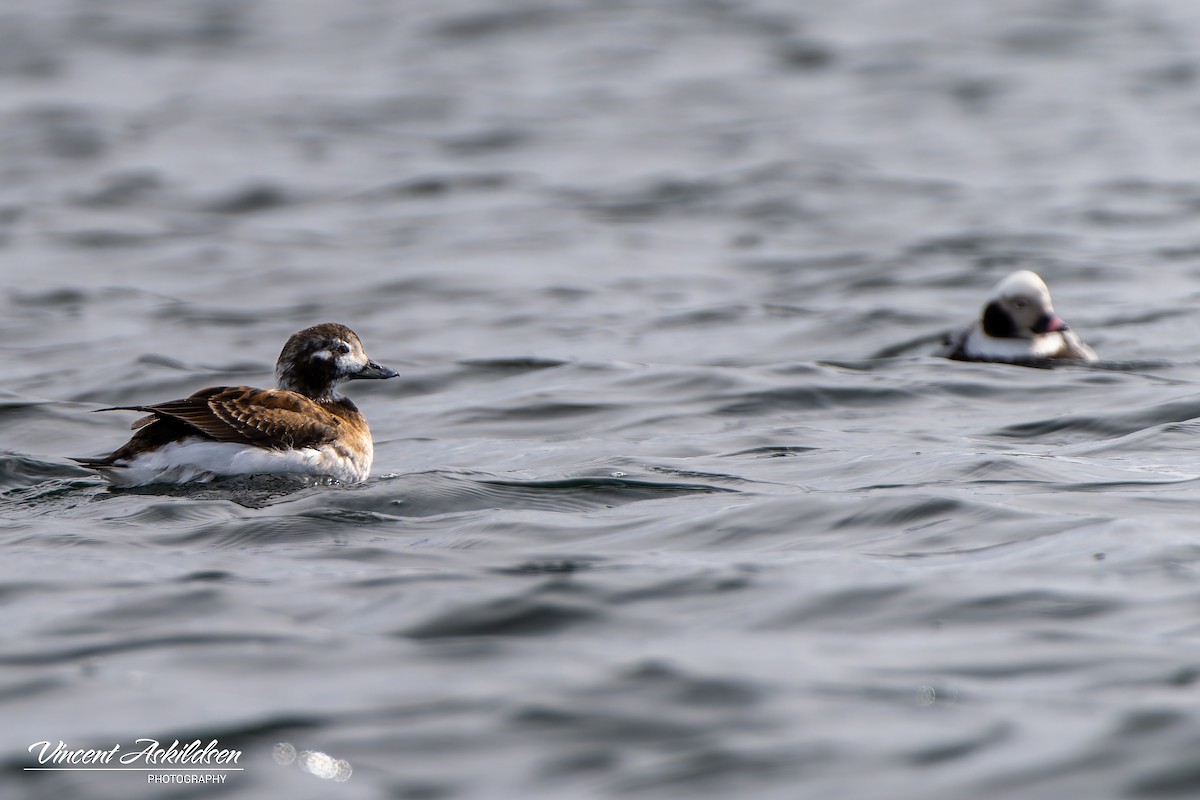 Long-tailed Duck - ML620112056