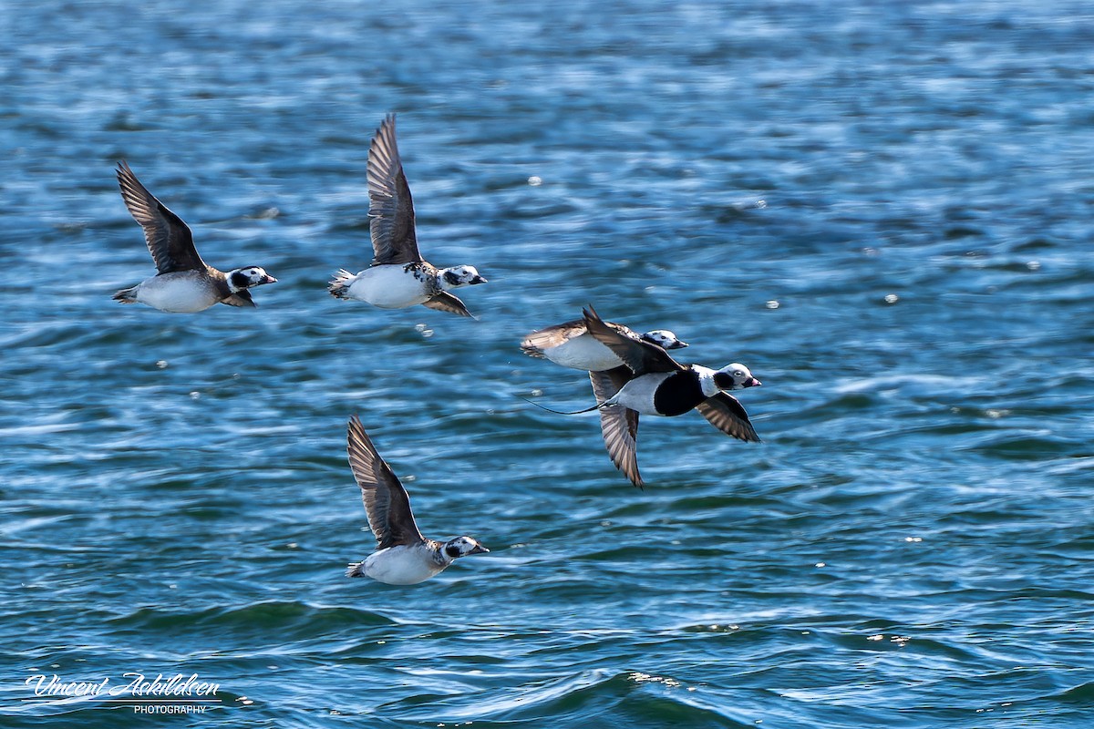 Long-tailed Duck - ML620112057