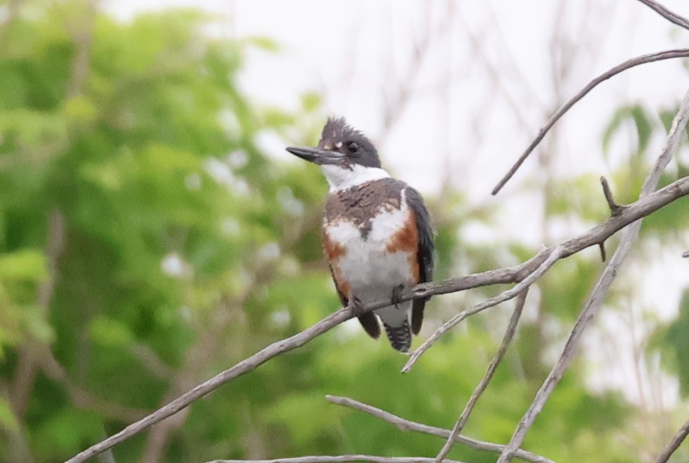 Belted Kingfisher - ML620112063