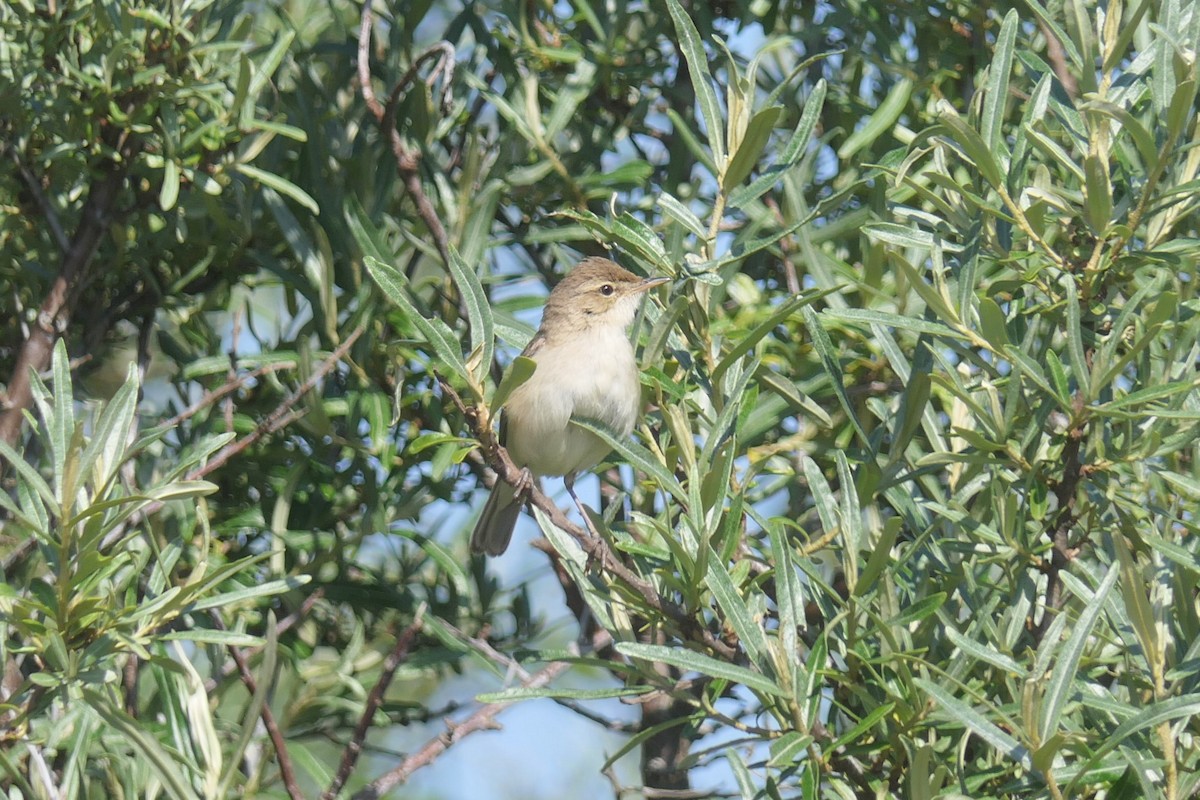 Booted Warbler - ML620112068