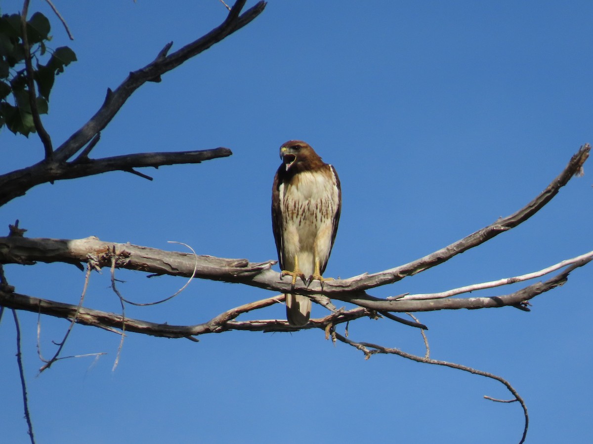 Red-tailed Hawk - Daniel Peter Siminski