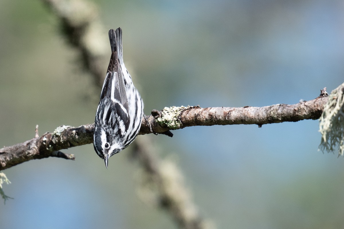 Black-and-white Warbler - ML620112095
