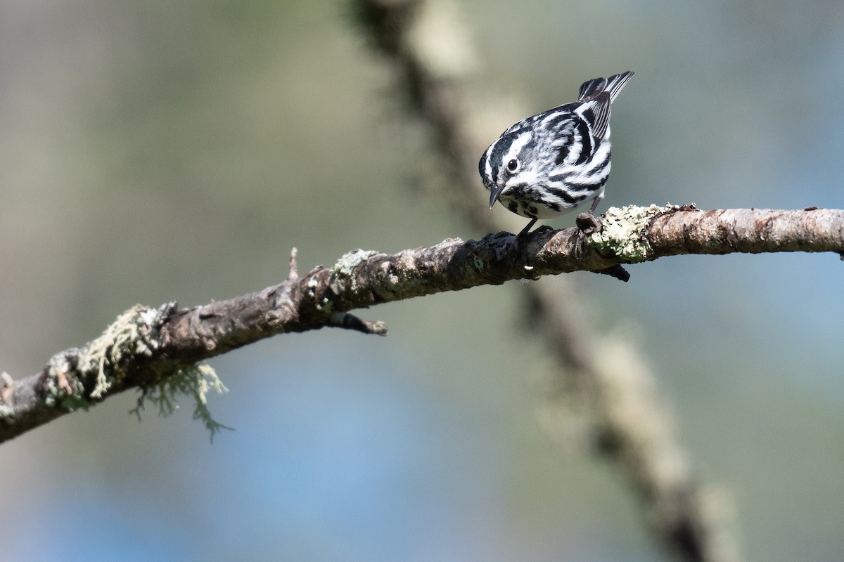 Black-and-white Warbler - ML620112097