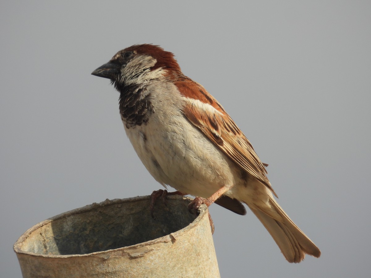 House Sparrow - ML620112112