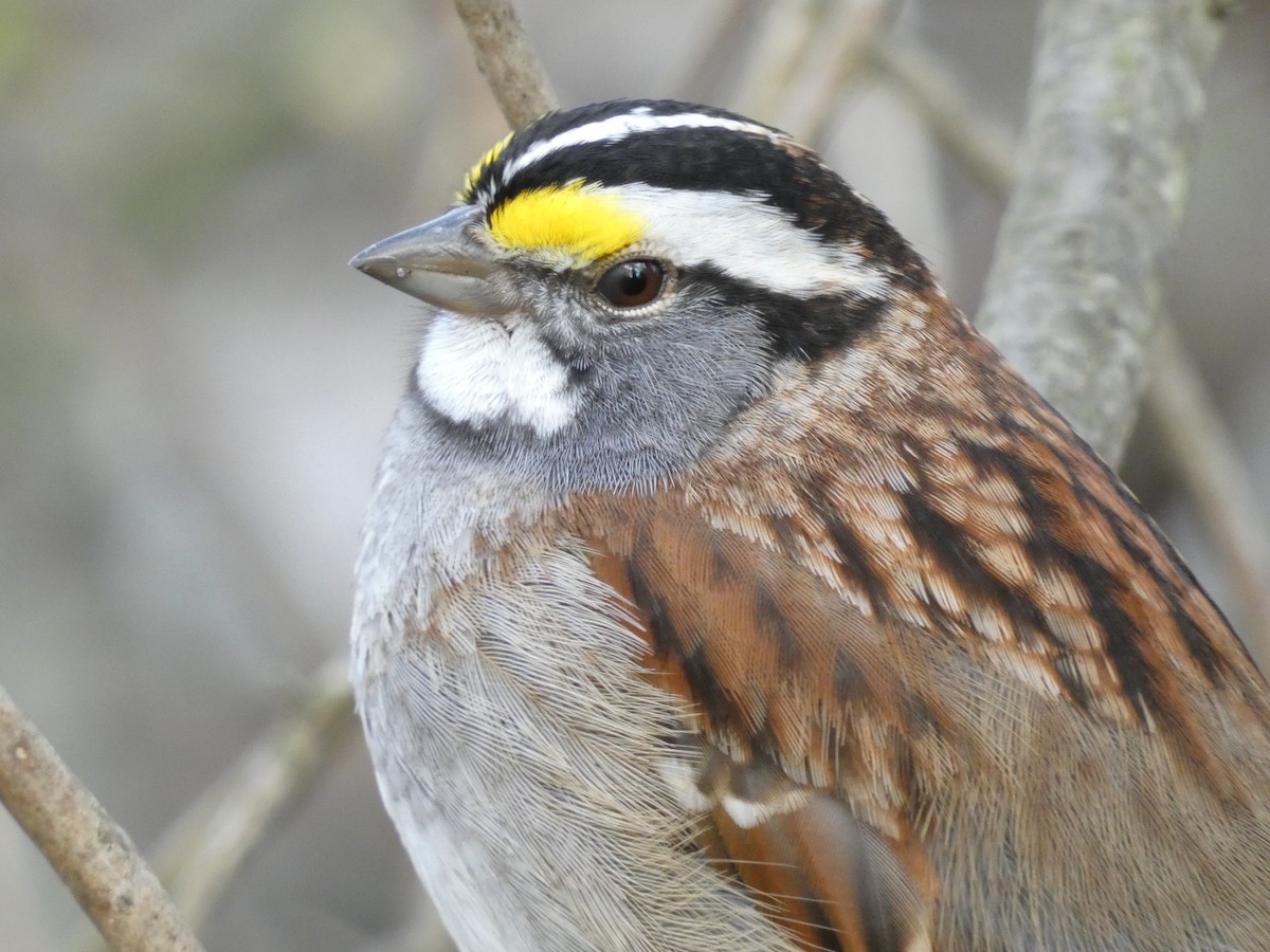 White-throated Sparrow - ML620112115