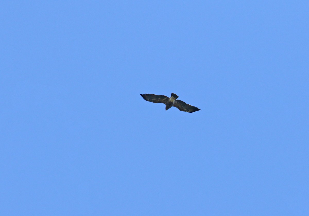 Lesser Spotted Eagle - ML620112116
