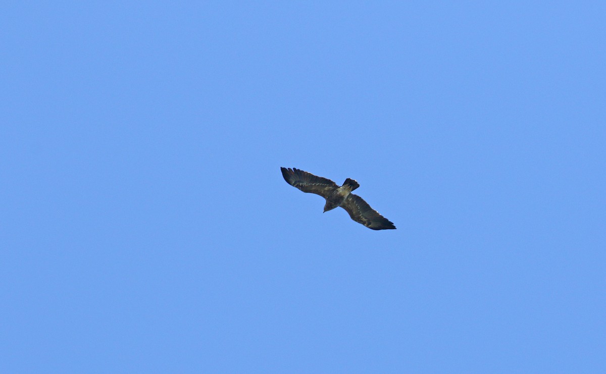 Lesser Spotted Eagle - ML620112117