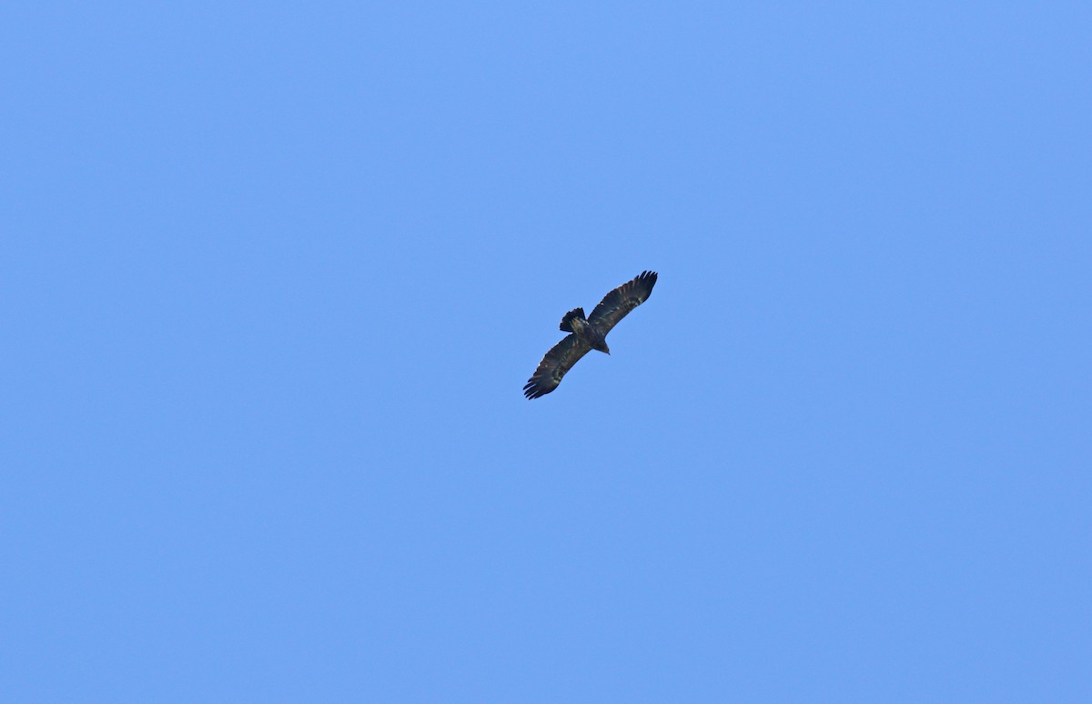 Lesser Spotted Eagle - ML620112118